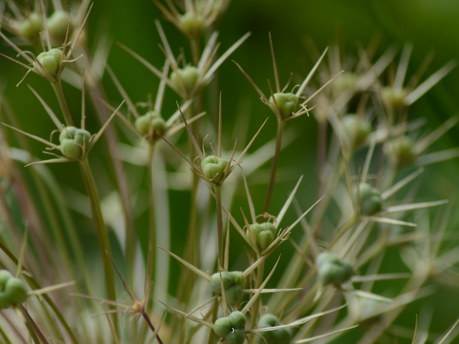 Allium seed heads with sharp bracts are visible