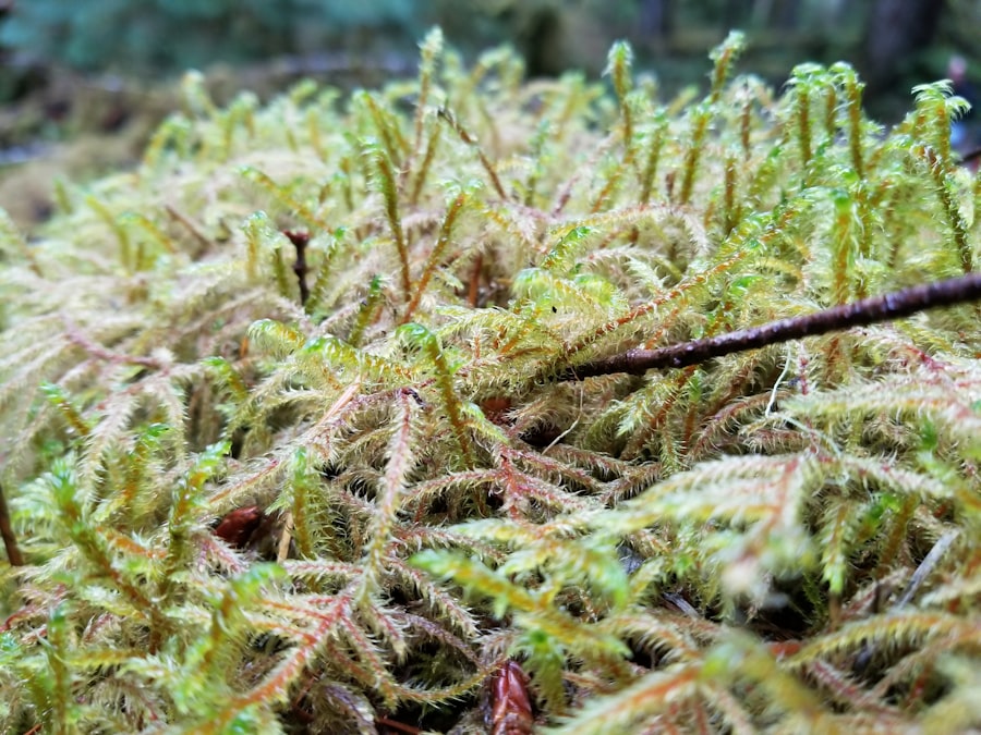 Olympic National Park macro photography 2026
