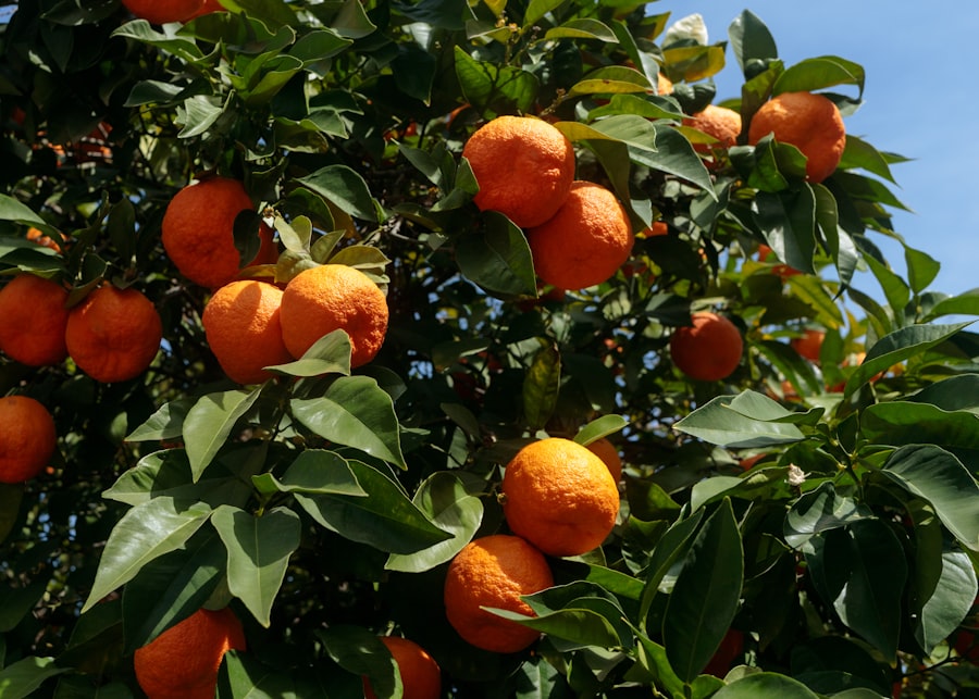 Top 10 Seville Orange Tree Streets Photo Spots