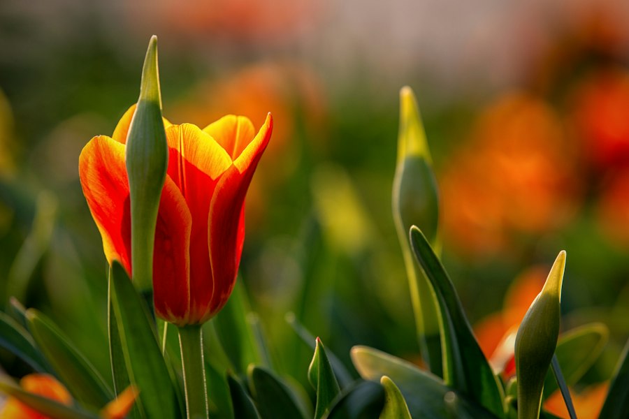 Keukenhof macro photography 2026 Guide