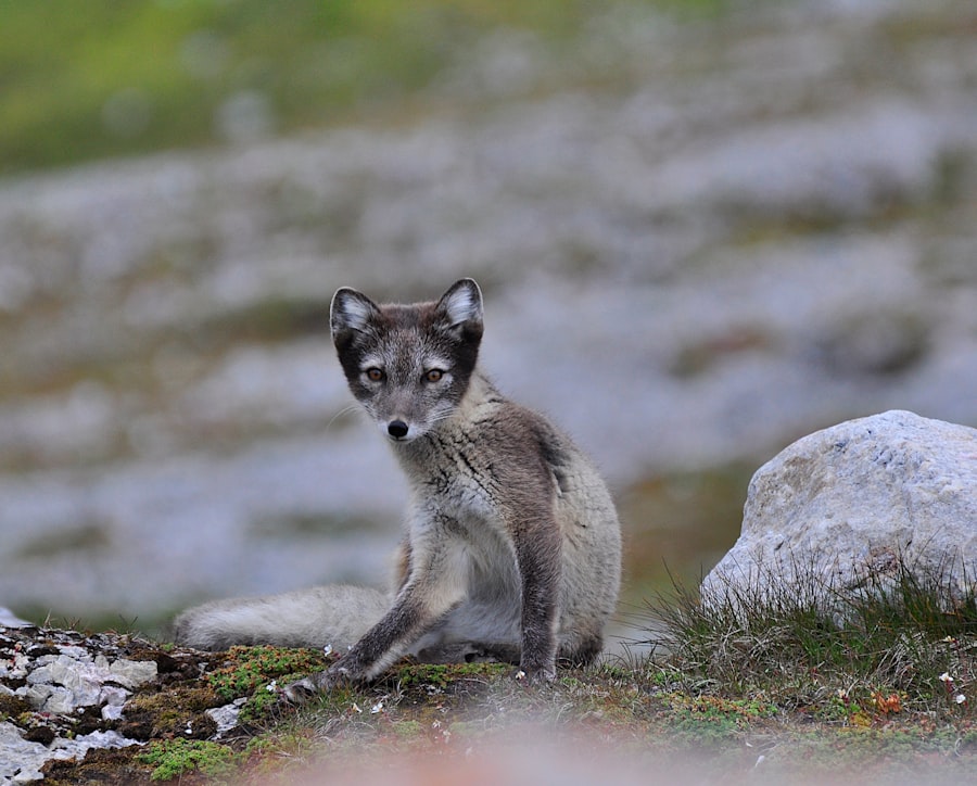 An arctic fox sits on the rocky tundra