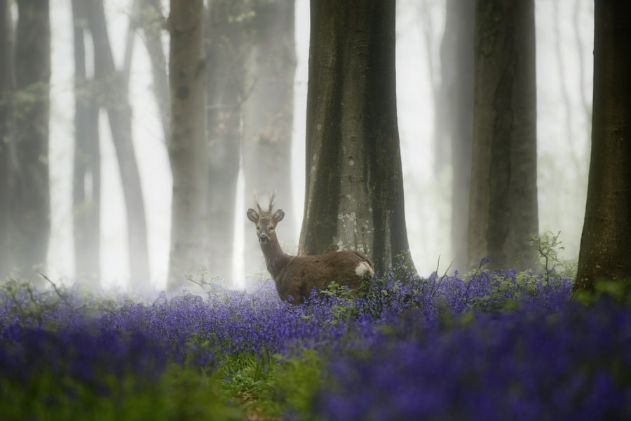 A roe deer in a misty forest filled with purple bluebells