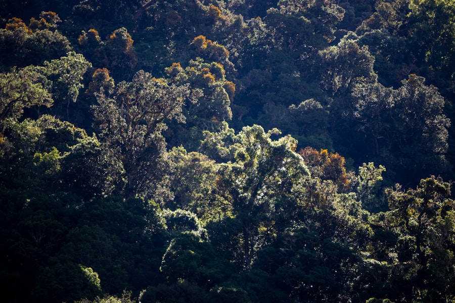 A large group of trees in a forest