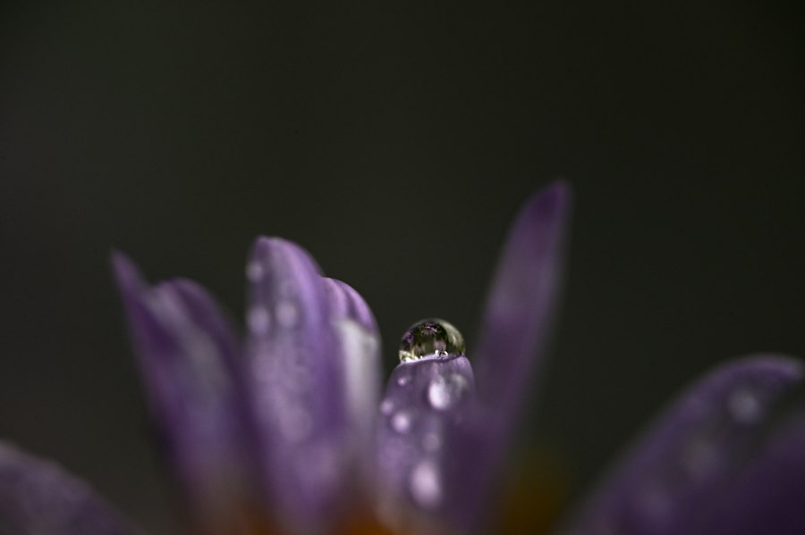 Zermatt alpine flower macro photography 2026