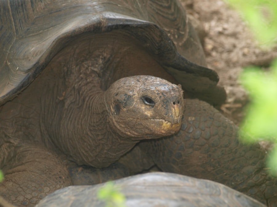 Galapagos wildlife photography 2026 guide