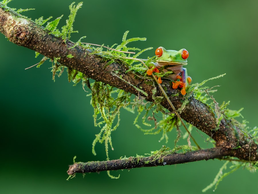 6 Costa Rica macro photography spots