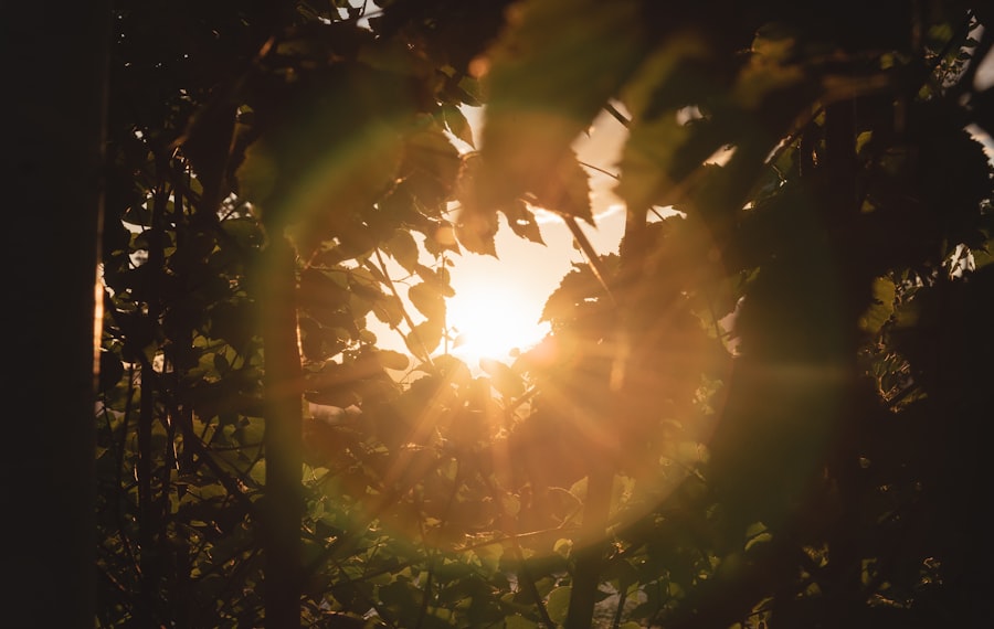 sun rays coming through green leaves