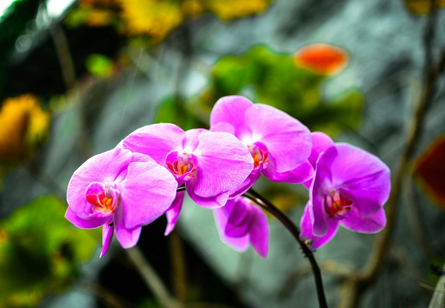 Singapore Orchid Macro Photography Guide