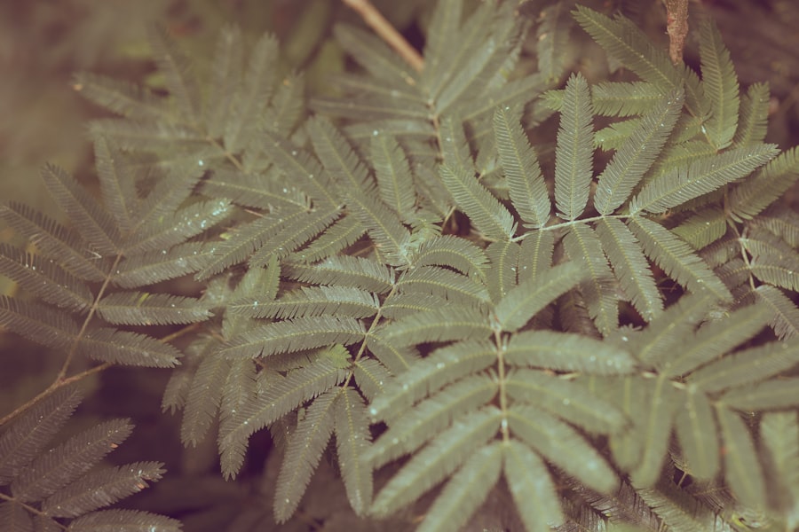 green fern plant in close up photography