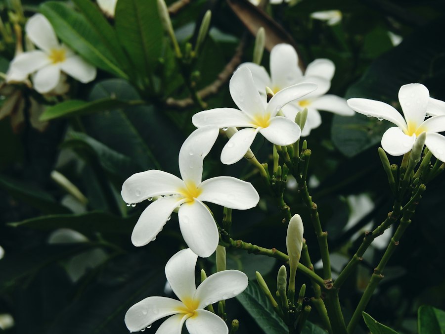 Macro Photography in Singapore: 2026 Guide