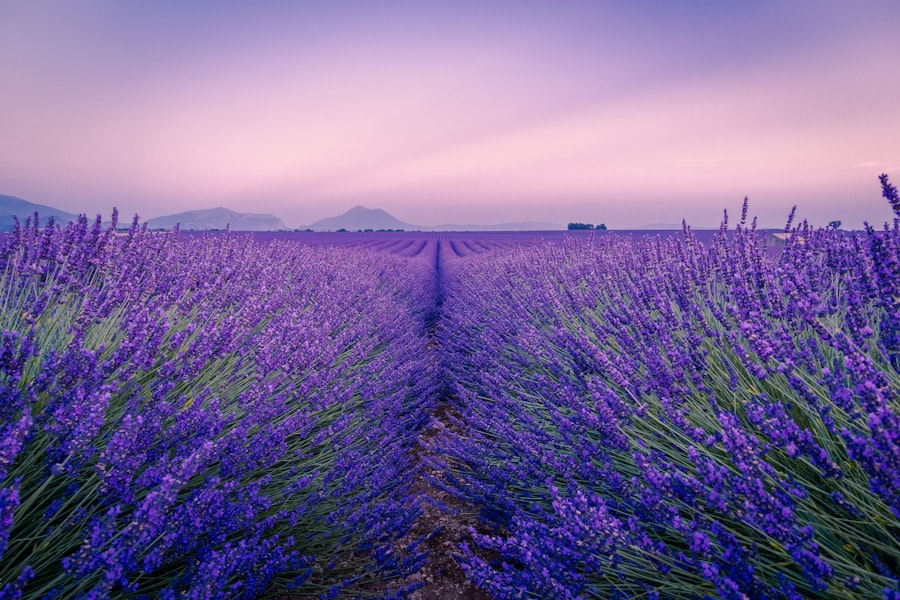 7-Day Provence Road Trip: Lavender & Villages