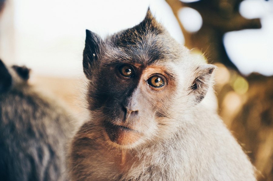 Ubud Wildlife Photography Guide 2026