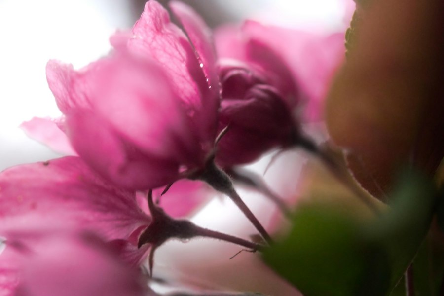 Soft focus pink flowers with gentle light