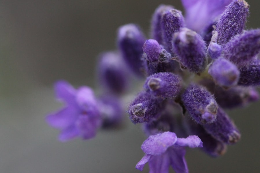 a close up of purple flowers