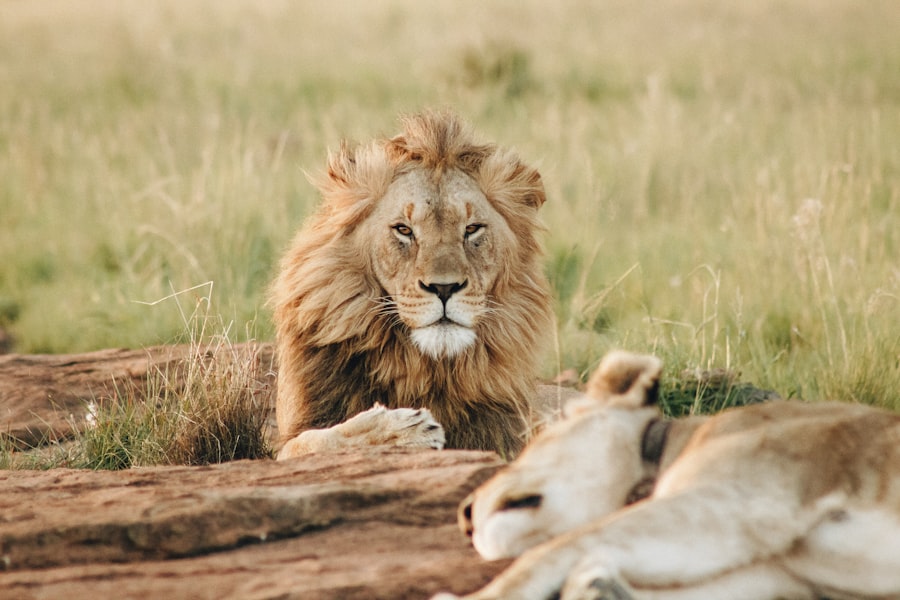 Guide to Serengeti wildlife photography 2026