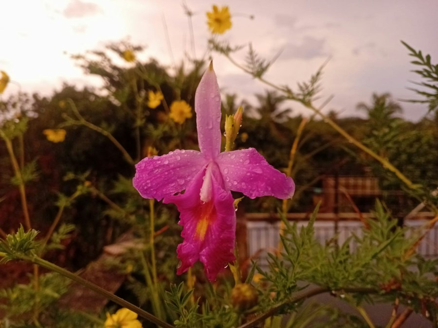 Pink orchid with water droplets, yellow flowers, and green foliage