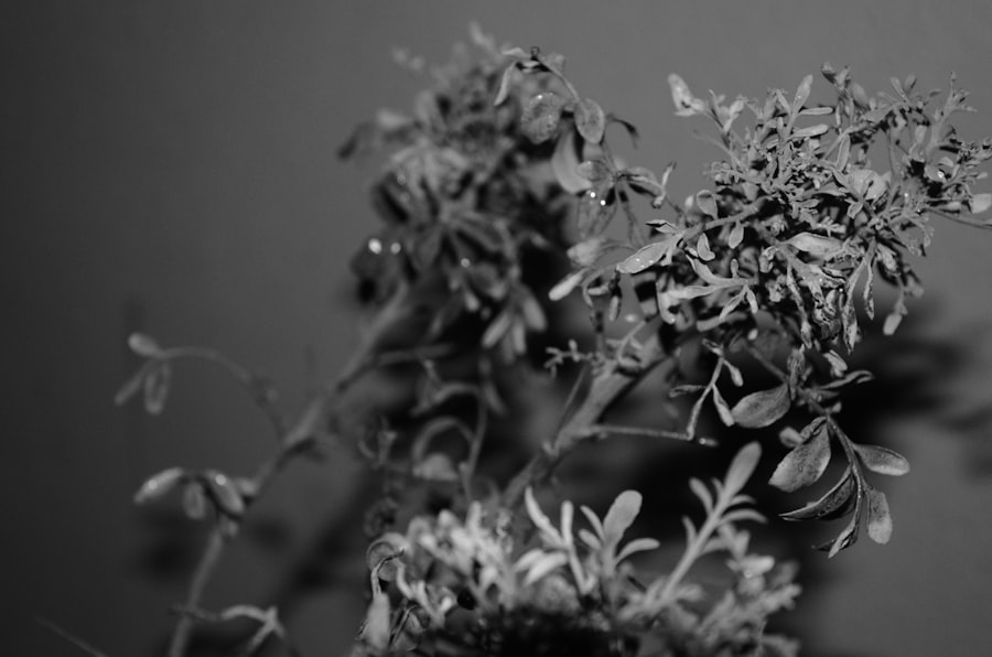 A black and white photo of a plant
