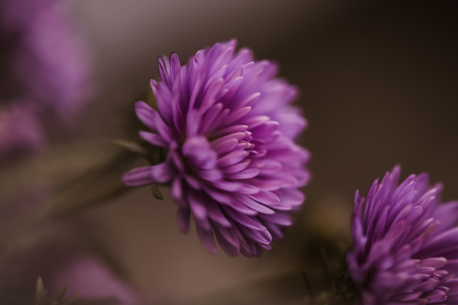 purple flower in macro shot