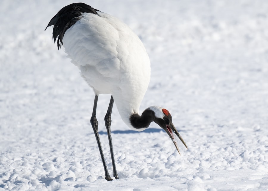 a large white bird with a long beak standing in the snow