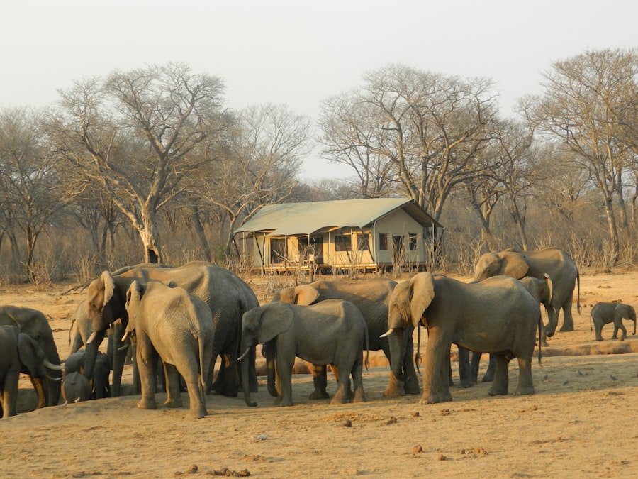 Top 5 Luxury Safari Lodges 2026