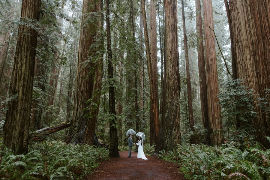 Redwood Nature Photography 2026 Guide