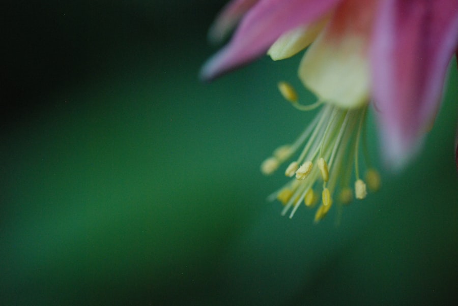 5 Macro Photography Travel Tips 2026