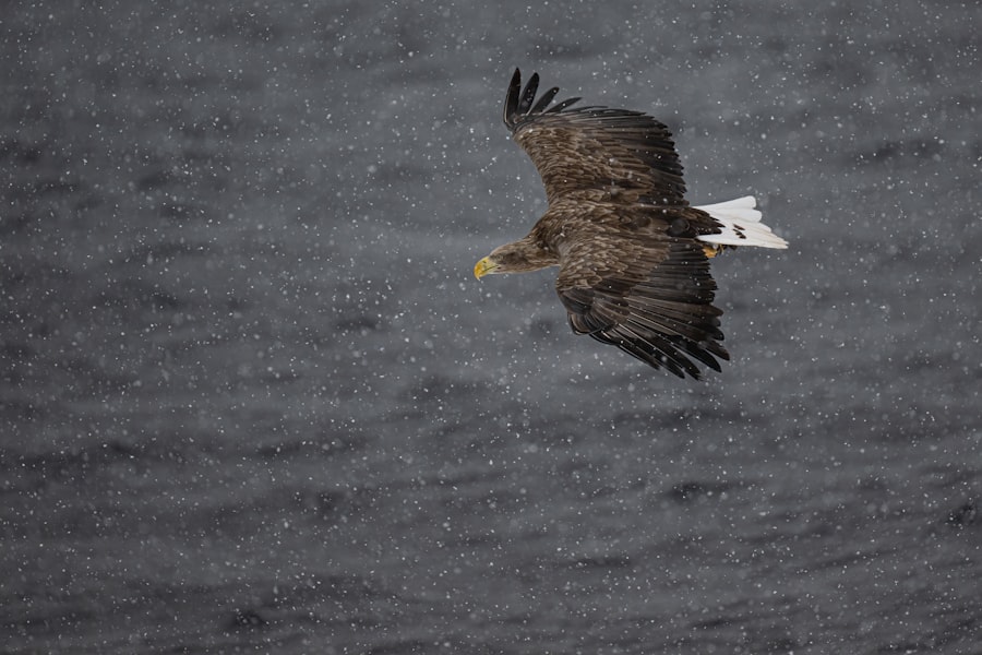 5 Hokkaido wildlife photography spots