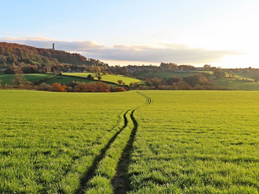 A green field with a trail in the middle of it