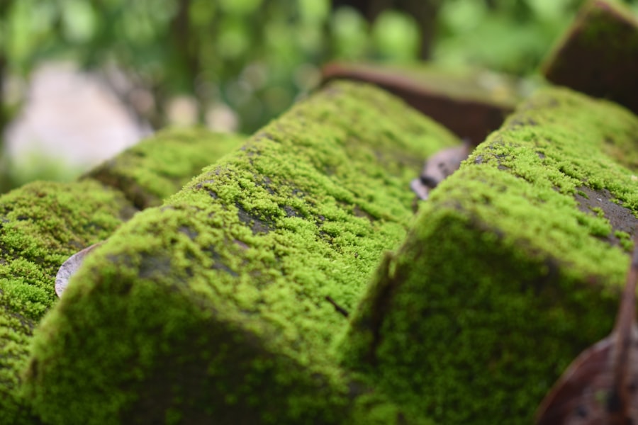 a close up of a moss covered roof