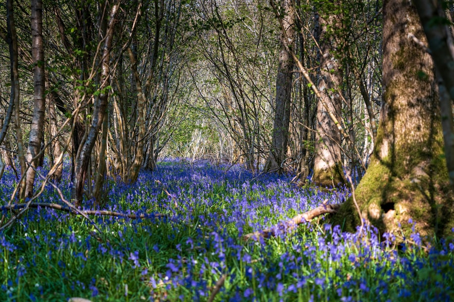 6 Hallerbos bluebell forest photo spots