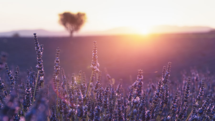 Valensole lavender photography 2026 Guide
