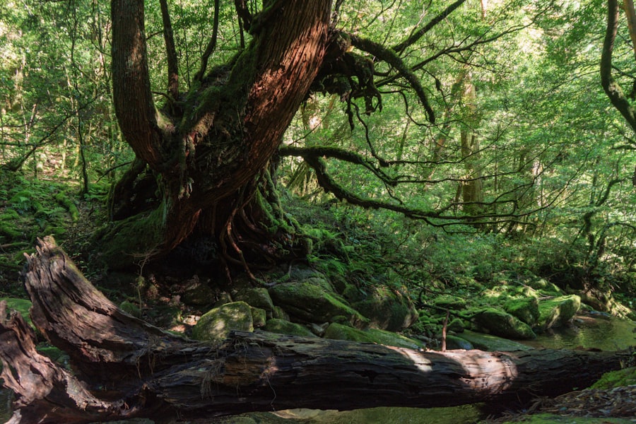 Yakushima nature photography spots Guide