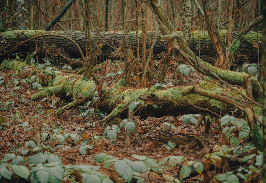 a forest with fallen trees