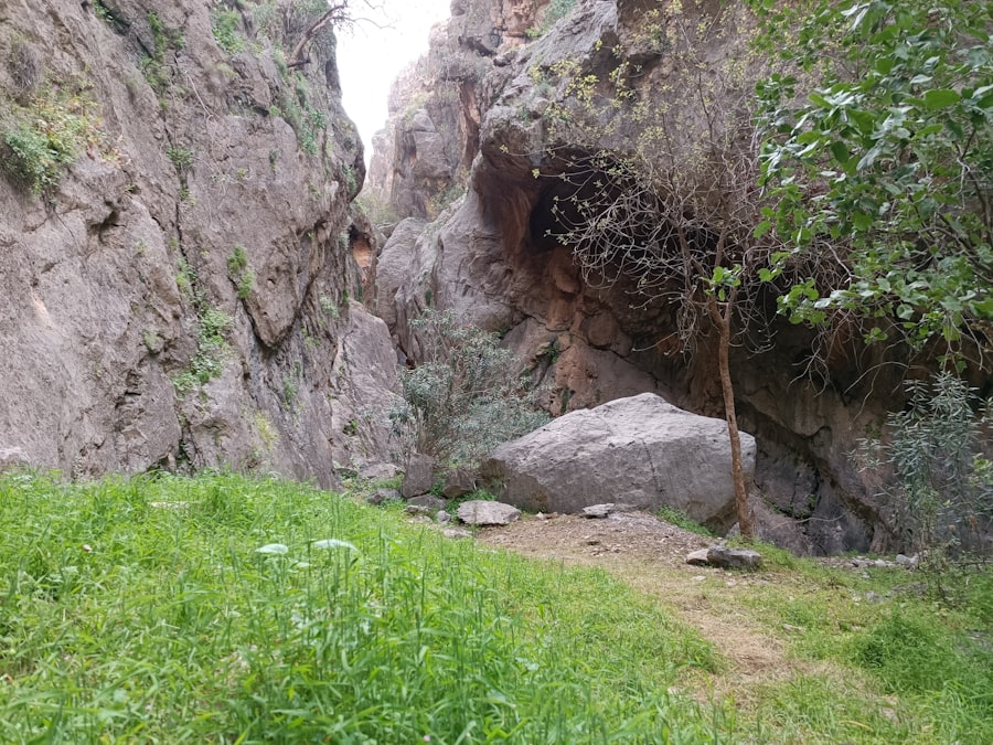 a rocky cliff with a small tree growing out of it