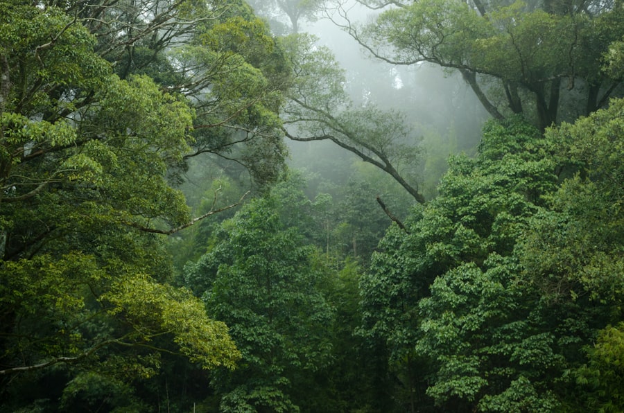 Madeira Fanal forest photo spots: A Misty Guide