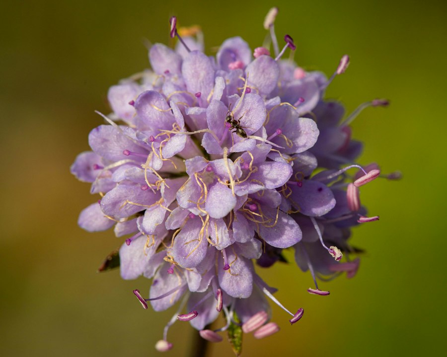 A small black ant crawling on a purple scabiosa flower head