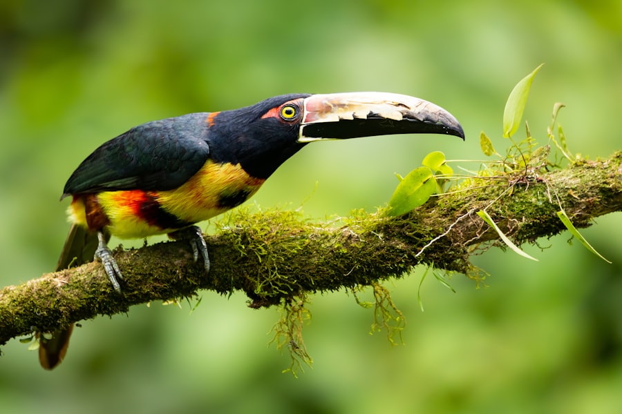 Wildlife Photography in Costa Rica: 2026 Guide