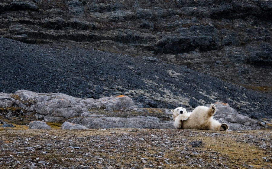 Svalbard wildlife photography spots: 2026 Guide