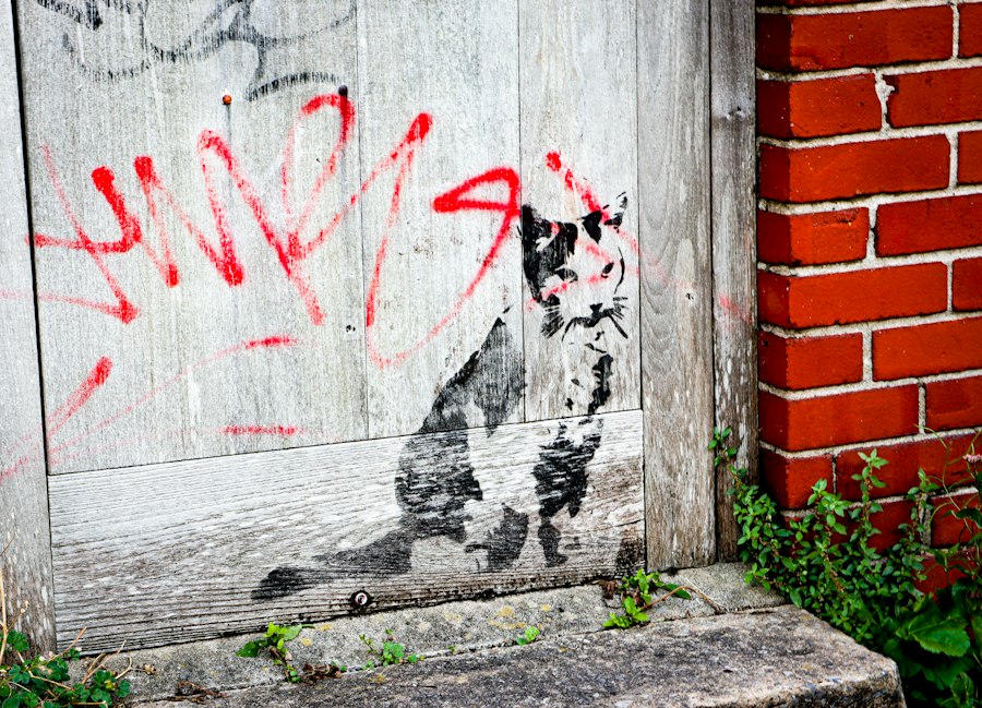 Graffiti of a cat on a wooden door