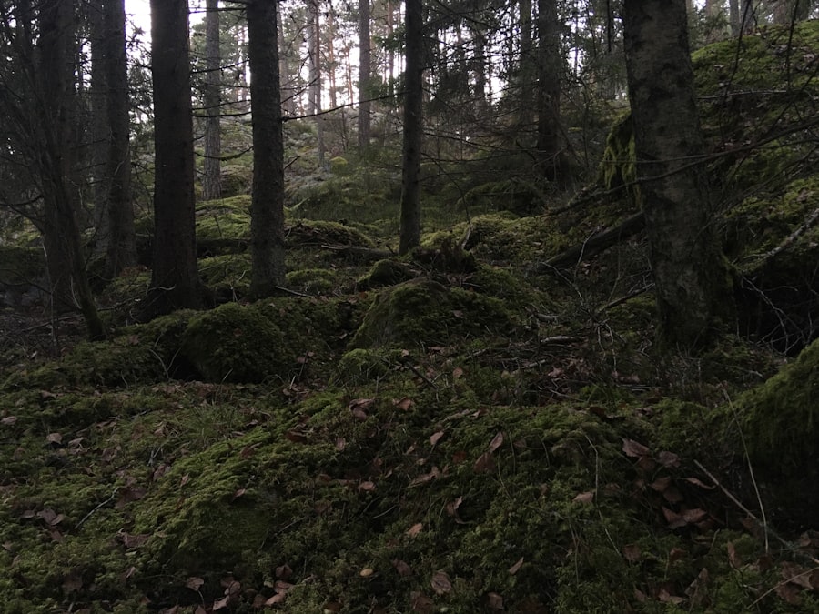 a forest with moss and trees